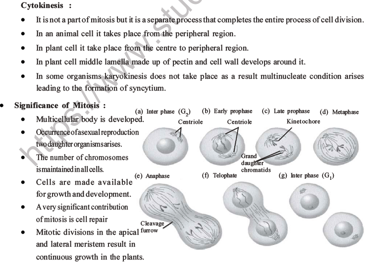 Neet Biology Cell Cycle Mcqs Set B Multiple Choice Questions